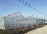 Serre poly multi-étendue avec ventilation sur le toit à dent de scie 10-60 mètres