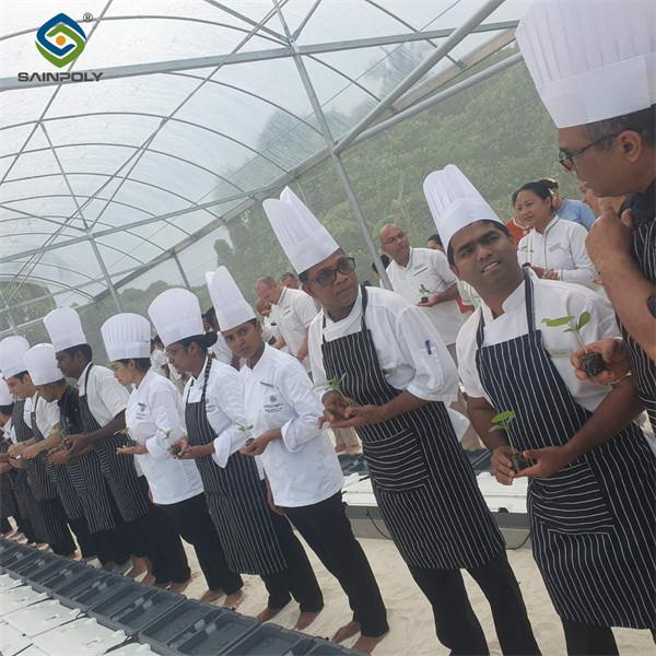 Commercial Multi Span Greenhouse Plastic Film Greenhouse For Vegetable Growing