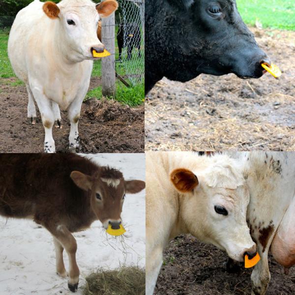 Husbandry Livestock Accessories Veterinary Cattle Weaning Rings