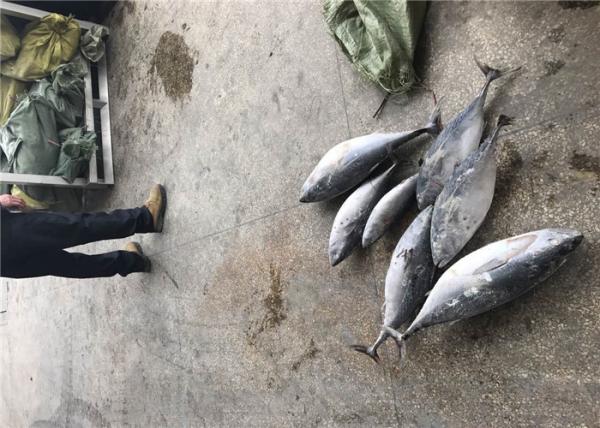 Auxis Thazard A Grade Tuna 3kg Frozen Bonito Fish