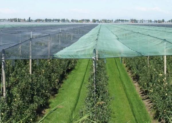 Durable HDPE Plastic Insect Mesh Netting For Crop Damaged Protection