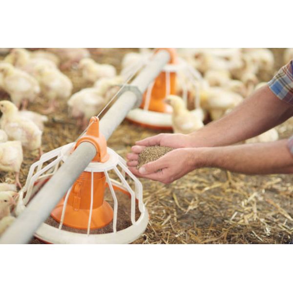 Automatic Poultry Drinking System with Hygienic Closed Design, Durable Corrosion-Resistant Materials, and Water-Saving Technology