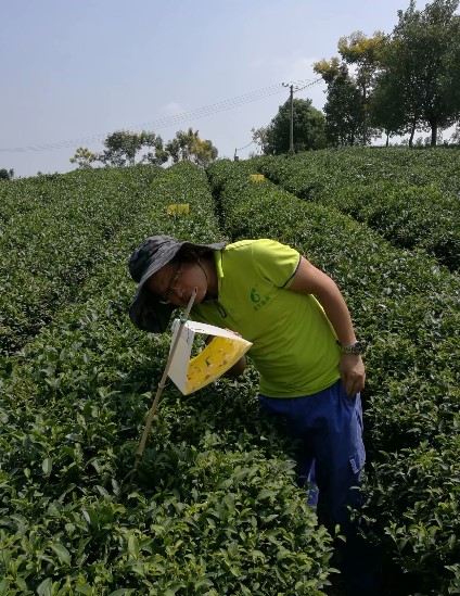 Жидкое химическое сельское хозяйство Инсектицид 30% Тиаметоксам Пестицидный спрей Убивающий личинки Кольцо Корень мухи Инсектицид