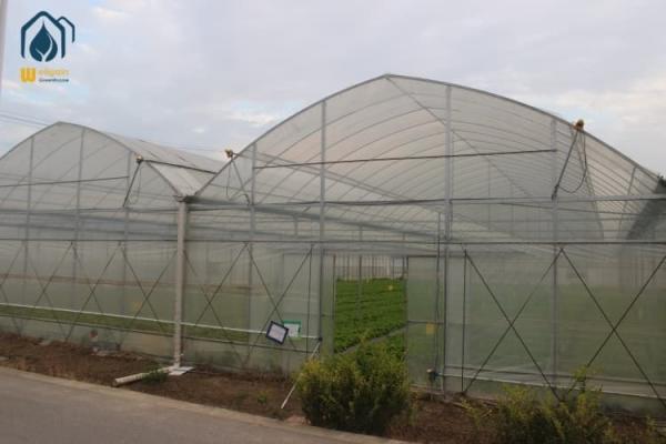 Herb Greenhouse Multi Span Indoor Green House For Year Round Cultivation
