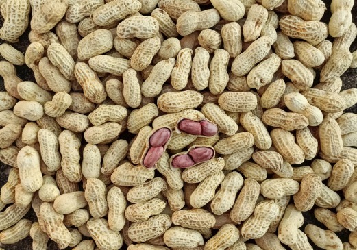 PHOENIX H Intelligent RGB Optical Sorter A Cost-effective AI-powered Optical Sorting Solution Specifically Designed For Peanuts, Accurately Removing Mold, Foreign Substances And Various Visible Defect
