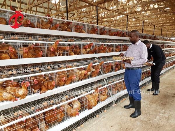 China Factory Battery Layer Cage 5 tier With Poultry Equipment For Africa Market Sandy