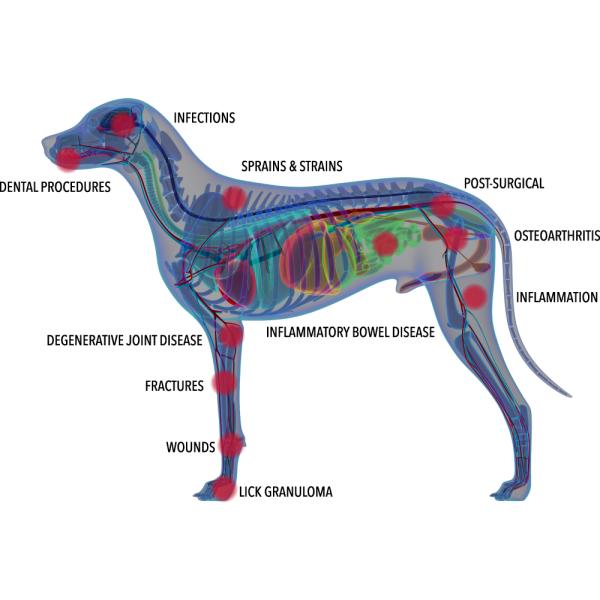 200mW Veterinary Laser Therapy Machine Neuromuscular Disease Treatment