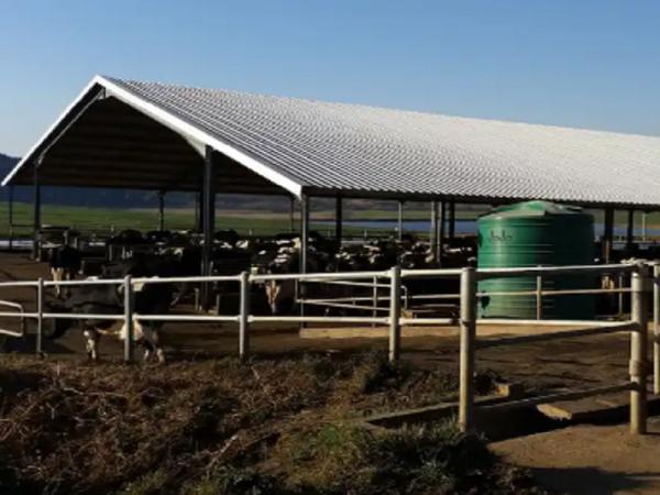 Ventilation Steel Structure Cow Shed , Durable Steel Livestock Shelter For Dairy Farm