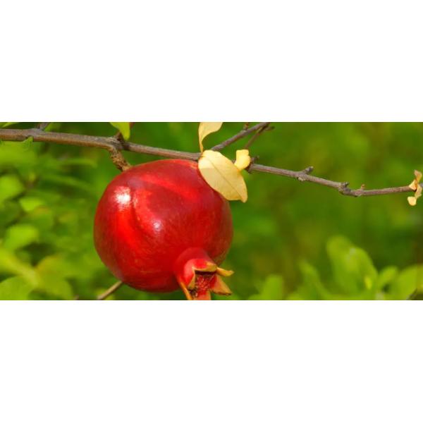 Anti Mutagen Pomegranate Peel Extract Powder Ellagic Acid 40% For Wound Healing