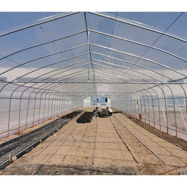 Agricultural Single-Span Tomato Greenhouse Frame PE Plastic Film for Plant Growth