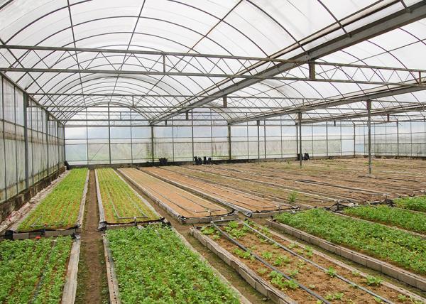 Résistance à la corrosion des serres de 12 à 14 m de largeur pour la culture de fleurs de légumes