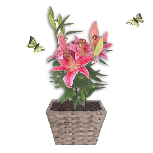 Factory Hot Sale Metal Frame Set of 3 Plastic Pots Home Garden Planter Stand