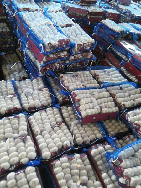 Garlic to Jordan by Pioneer garlic group in China; 5.0-5.5cm normal white garlic.