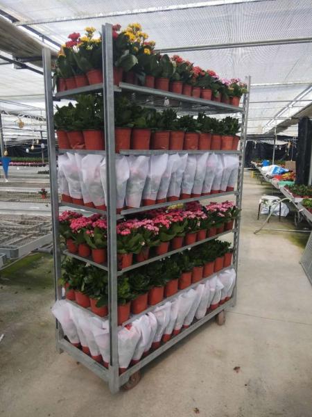 Hot sales danish flower trolley size 1350x565x1900mm, hot dip galvanized