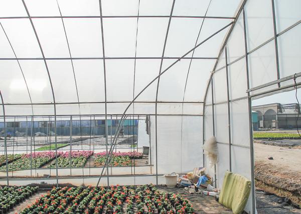 Small Scale Farming Single Span Greenhouse Customize Plastic Film Greenhouse