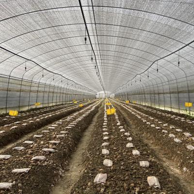 Side Ventilation Plastic Film Low Tunnel Greenhouse Single Span For Mushroom Growing