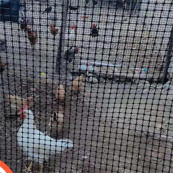 Cage de reproduction de poulets et d'oie certifiée CE/ISO9001 avec géogridée biaxielle renforcée