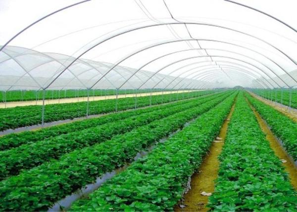 Professional Insect Mesh Netting , Insect Protection Mesh ISO9001 Standard