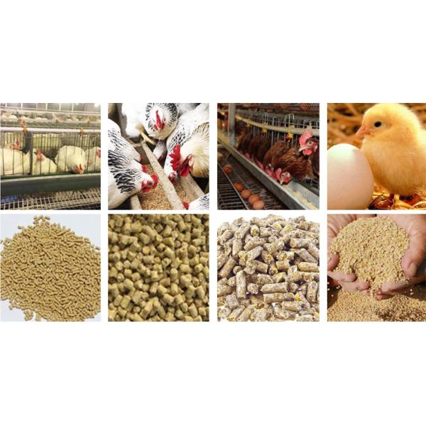 O gado de 15 T/H alimenta a fatura da máquina