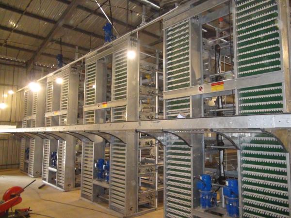 Galvanizado Quente Automático Tipo H Frango Brooder Camada Caixa Broiler Caixa de Aves Criar Aves
