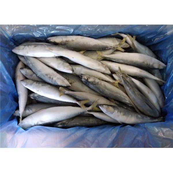 Скумбрия Тихого океан круга рыб 80g IQF всего оптовая свежая замороженная