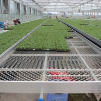 Serres commerciales à treillis métalliques ventilés lourds Tables pour l'élevage de semis