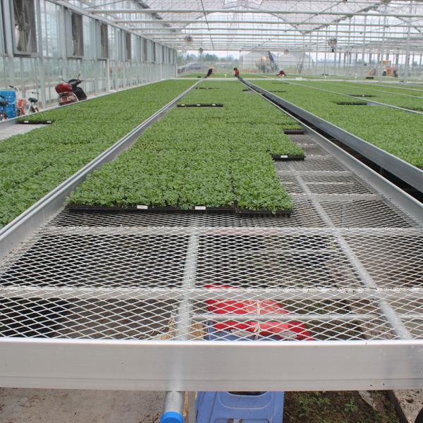 Tela de acero comercial de acero en invernadero con banco rodante de cultivo