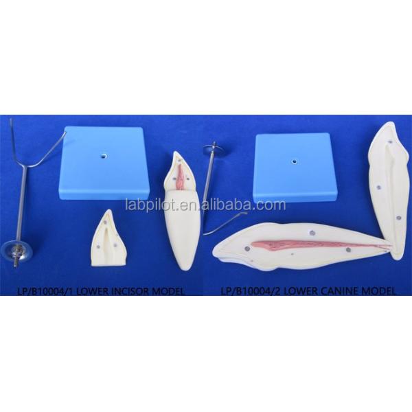 Detailed Anatomy Structures of Adult Lower Molar Teeth Advanced PVC Dental Care Model