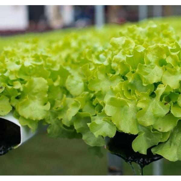 Настройка многоразовые арки типа огурцы салат фотоэлектрические теплицы jx-SG-20