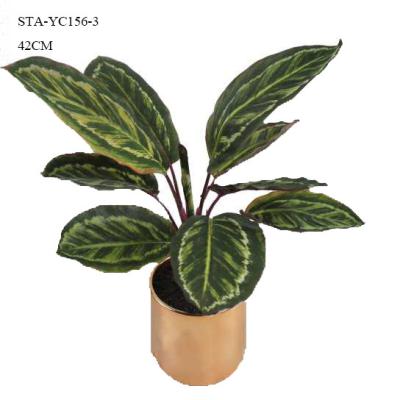 Bonsais pequenos de vista naturais da planta 42CM de Monstera do falso de Calathea com potenciômetro da cerâmica