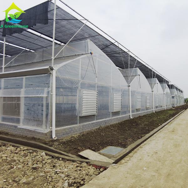 Customized Agricultural Plastic Film Multi-span Polyhouse Greenhouse