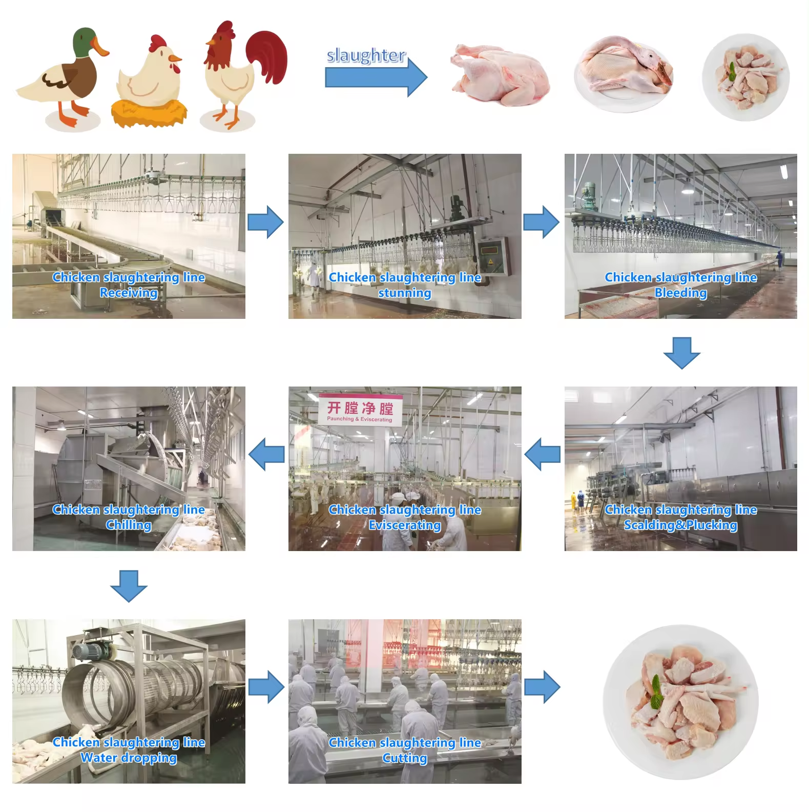 Chicken Plucker Machine Small Poultry Abbatoir Poultry(pollos) Meat Processing Chicken Processing Equipment