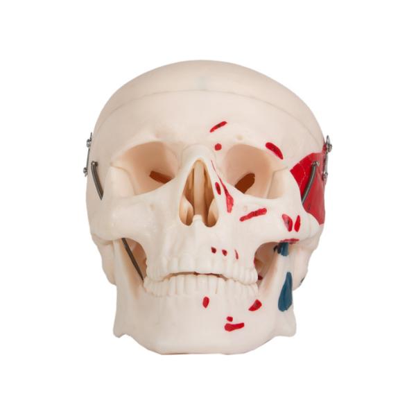 Adult Skull Muscle Coloring Model Which Can Be Separate Into 3 Parts