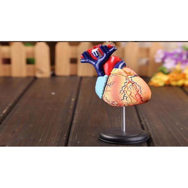 31 Parts 4d Master Human Anatomy Models As Children Toy