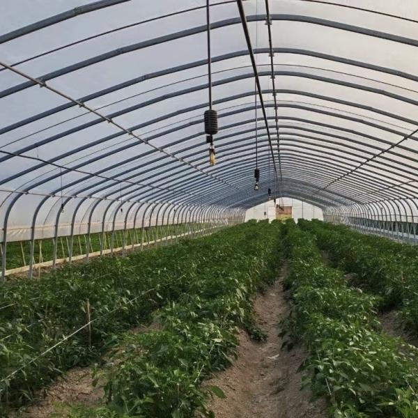 JX-A00162 Innovative Agriculture Arches Tunnel Greenhouse Kit Estimated Delivery Time