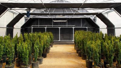 Light Deprivation Greenhouse Dimensions Mushroom Herb Grow Shading Dep Greenhouse