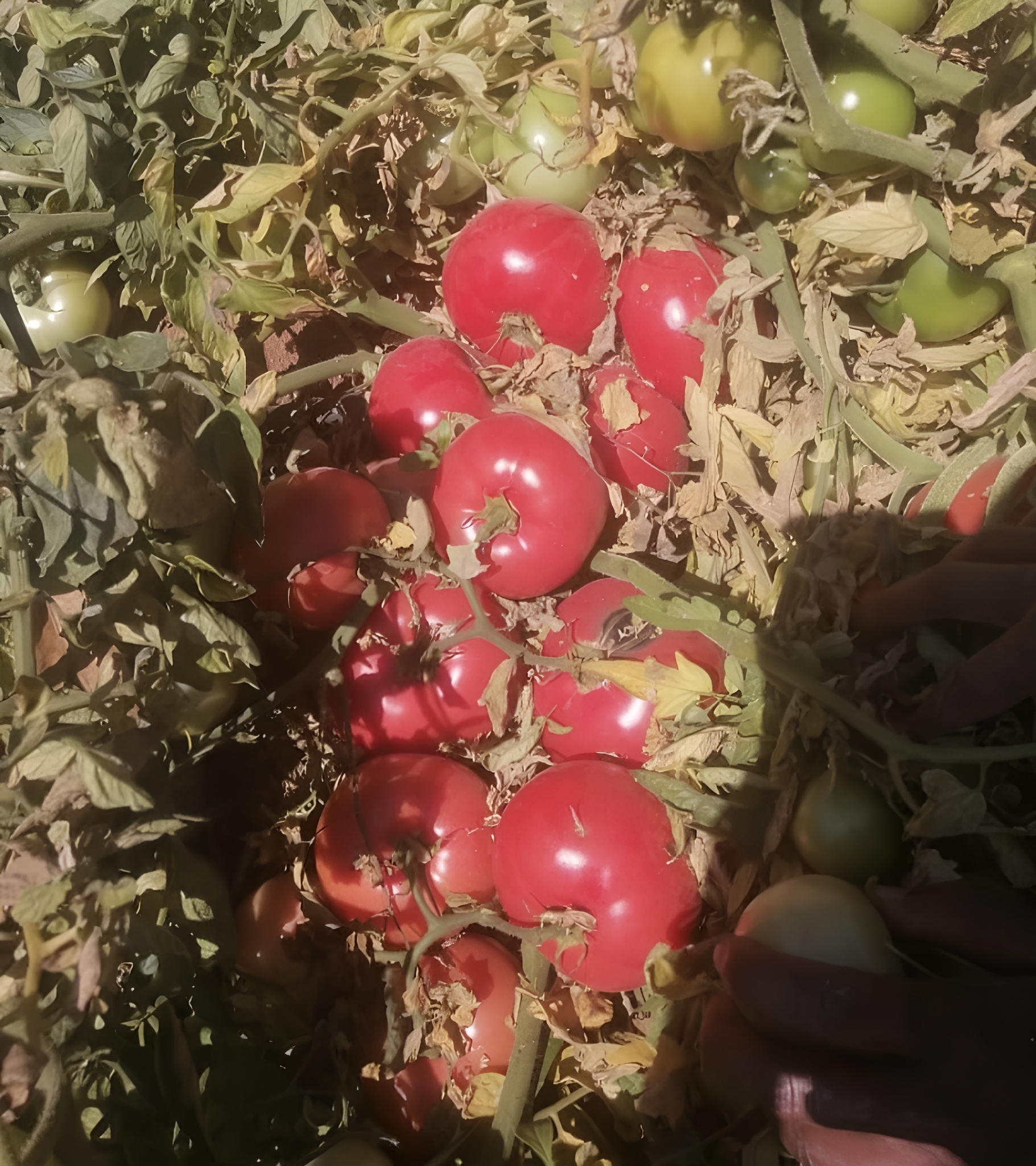 Wanshi Big Size Bulk Hybrid Determinate Tomato Seeds Excellent Hardness T22