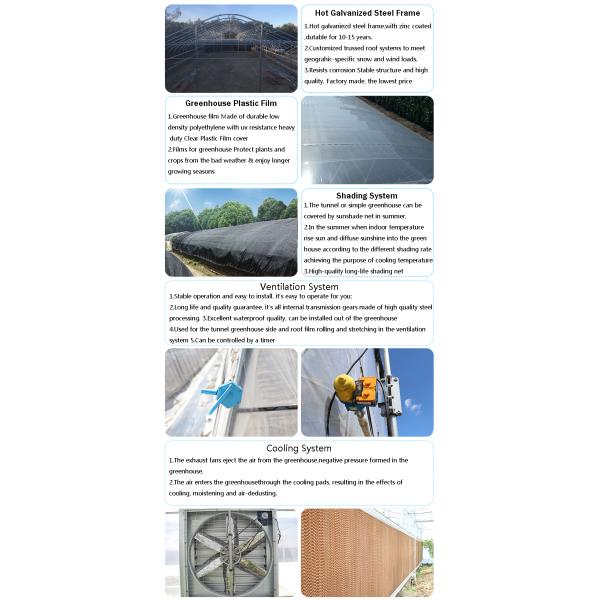 парник фольги Polytunnel брокколи длины 10-100m с рамкой металла