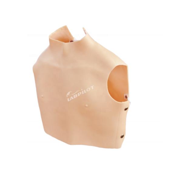 Human Life Size Medical Science Tool Cardiopulmonary Auscultation Model for Teaching