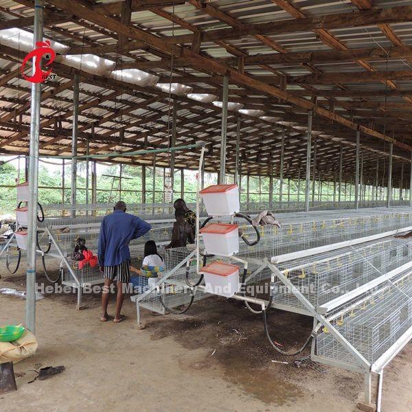CE um tipo 120 pássaros Chick Rearing Cage With Drinkers e estrela dos alimentadores