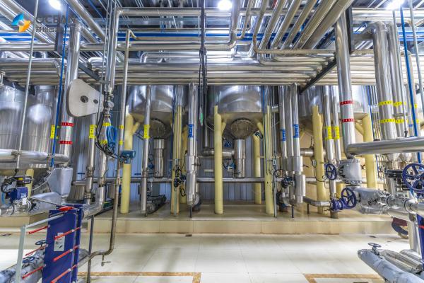 As porcas grandes concentraram o pó da proteína que fabrica 1-1000TPD