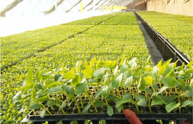 Семя растет пластиковые подносы прорастания садовничает подносы овоща Hydroponic