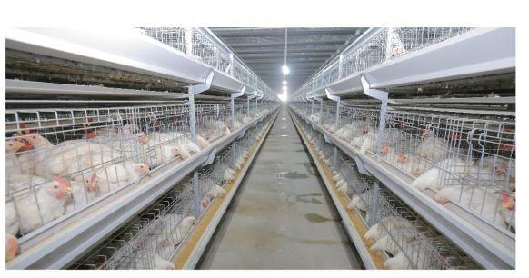 Long Service Life Hot Dip Galvanized Poultry Farming Meat Broiler Battery Rearing Cage