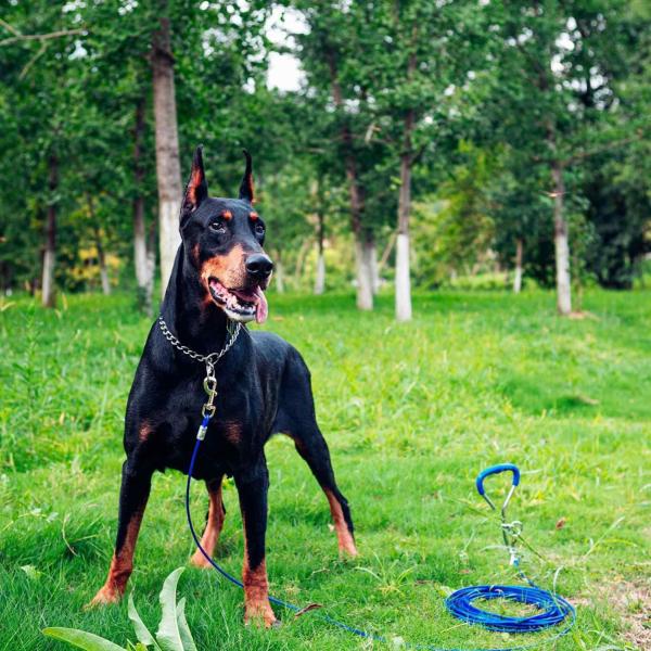Outdoor Activities Dog Tie-Out Stake with 100-150kgs/220-330lbs Leash Weight Capacity