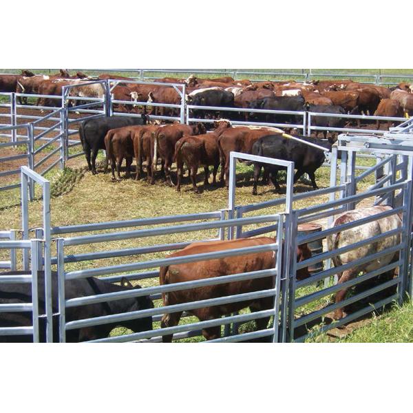 Покрытая силой сталь углерода загородки 1.8m трубы панели скотин высокая