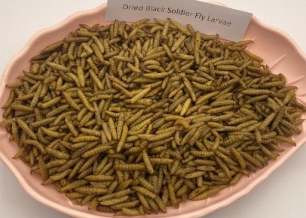 Low Fat Dried Black Soldier Fly - 3-5cm with High Nutritional Value