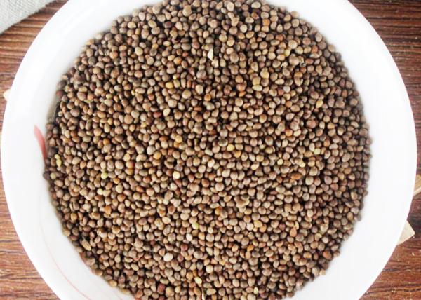 Oil Extraction Perilla Seeds , ISO Farm Products One Year Shelf Life