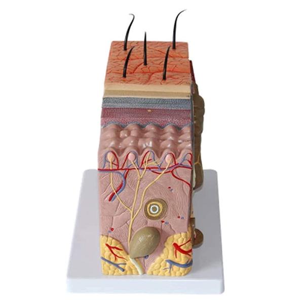 Human Structure 3D Skin Anatomy Model For Science Classroom Study Display Teaching