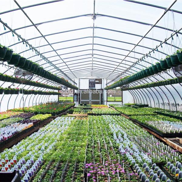 High Strength Agricultural Poly Tunnel Tomato Greenhouse 5*15m 17*50ft
