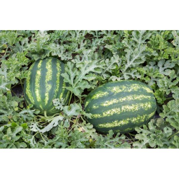 PH4 - 6 Amino Acid 80 Powder Fertilizer Organic Raw Material